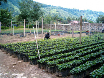 Chicoj Coffee Tour photo 4