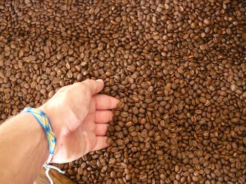 Chicoj Coffee Tour