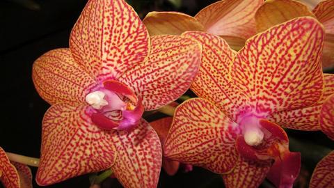 Coban Orchid Tour Guatemala