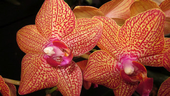 Coban Orchid Tour photo 5