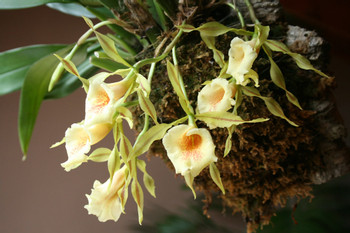 Coban Orchid Tour photo 3
