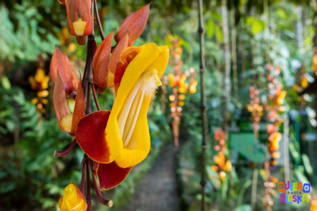 Coban Orchid Tour photo 2