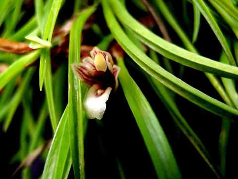 Coban Orchid Tour Guatemala