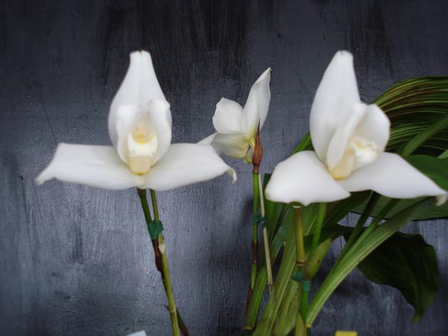 Coban Orchid Tour photo