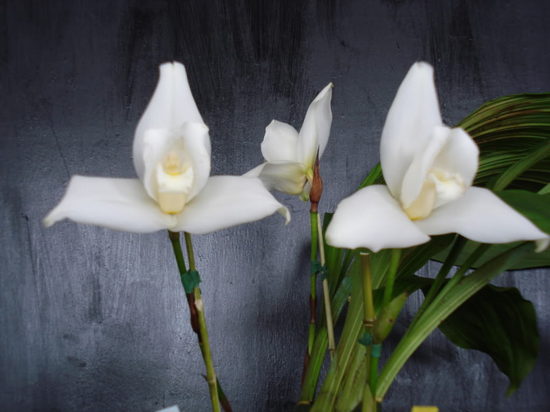Tour de Orquídeas Cobán photo