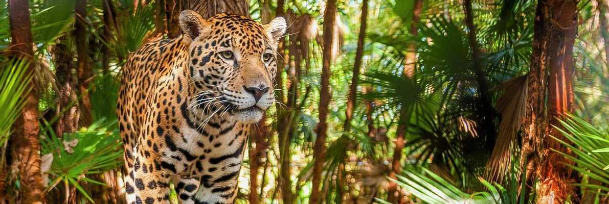 Cockscomb Basin Wildlife Sanctuary Jaguar Preserve