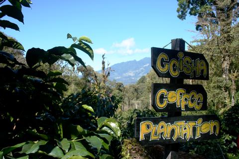 Coffee Cupping Tour Panama