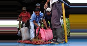 Guatemala Coffee Farm Tour