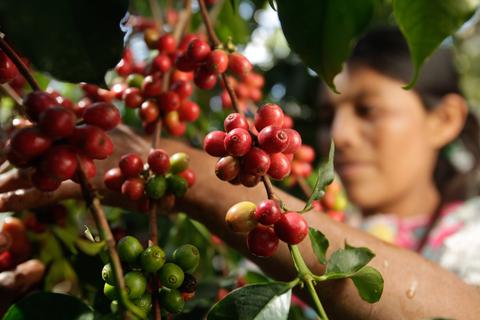 Catación Profesional de Café Guatemala