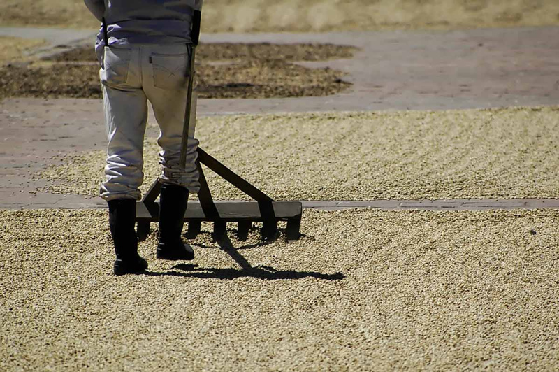 Tour de Cafe Finca Filadelfia photo
