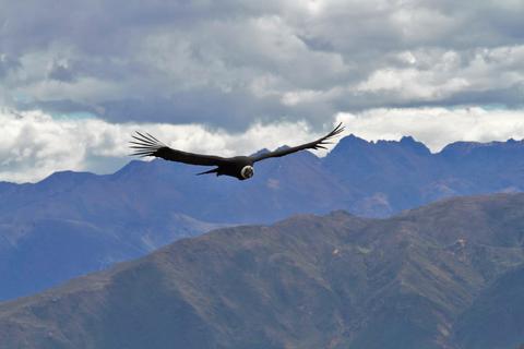 El Cóndor Cañón del Colca 3 días, 2 noches