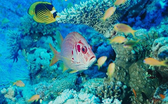 Thrilling Coral Garden Snorkeling Adventure, Belize