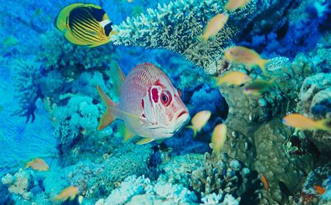 Coral Gardens Tour Belize