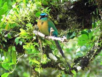 Guided Tour Curi-Cancha Reserve