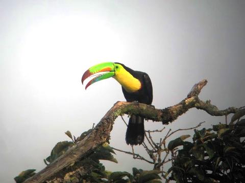 Guided Tour Curi-Cancha Reserve Costa Rica