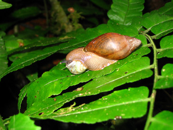 Caminata nocturna Reserva Curi Cancha photo 4