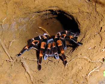 Curi Cancha Reserve Night Walk