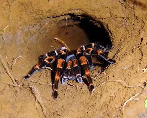 Curi Cancha Reserve Night Walk Costa Rica