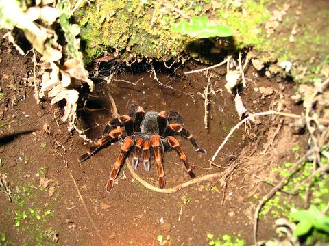 Curi Cancha Reserve Night Walk
