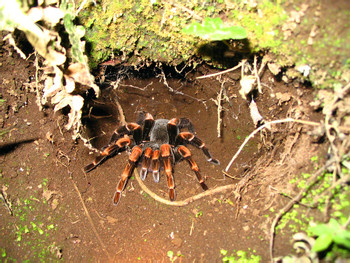 Caminata nocturna Reserva Curi Cancha photo 2