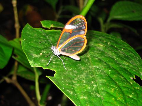 Curi Cancha Reserve Night Walk Costa Rica