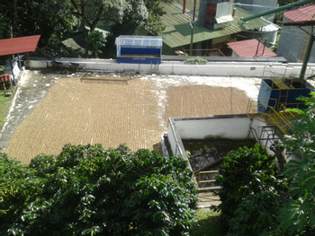Diriá Coffee Tour photo 3