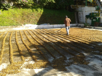 Diriá Coffee Tour photo 5