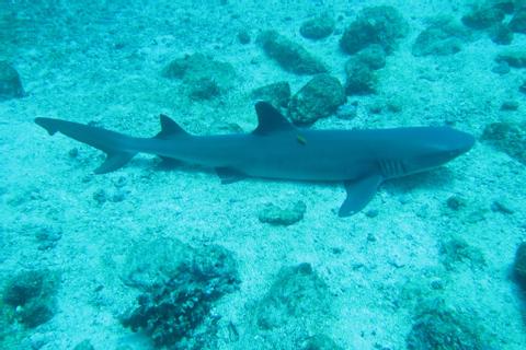 Discover Scuba Diving