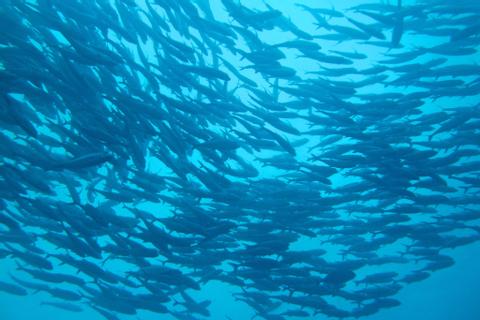 Discover Scuba Diving Panama