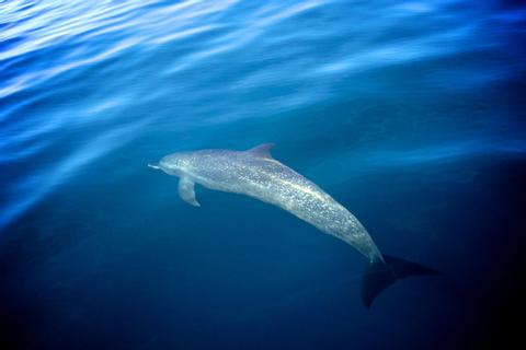 Discover Scuba Diving Panama