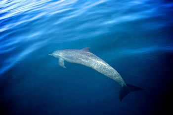 Discover Scuba Diving photo 5
