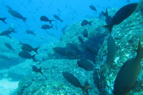 Discover Scuba Diving Panama