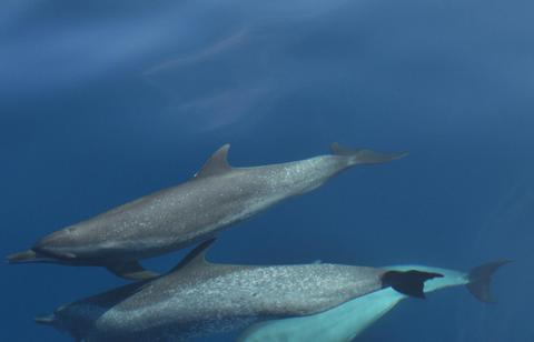 Discover Scuba Diving Panama