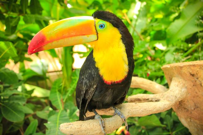 Costa Rica Wildlife & Species Exhibits