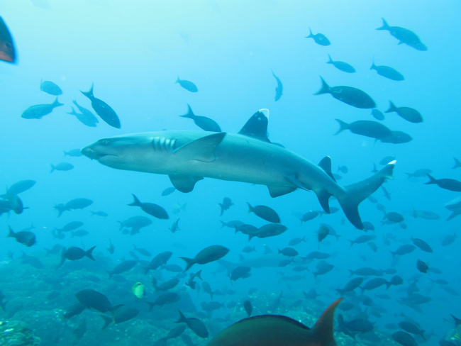 PADI Divemaster Course Photo