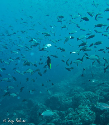 PADI Divemaster Course  photo 4