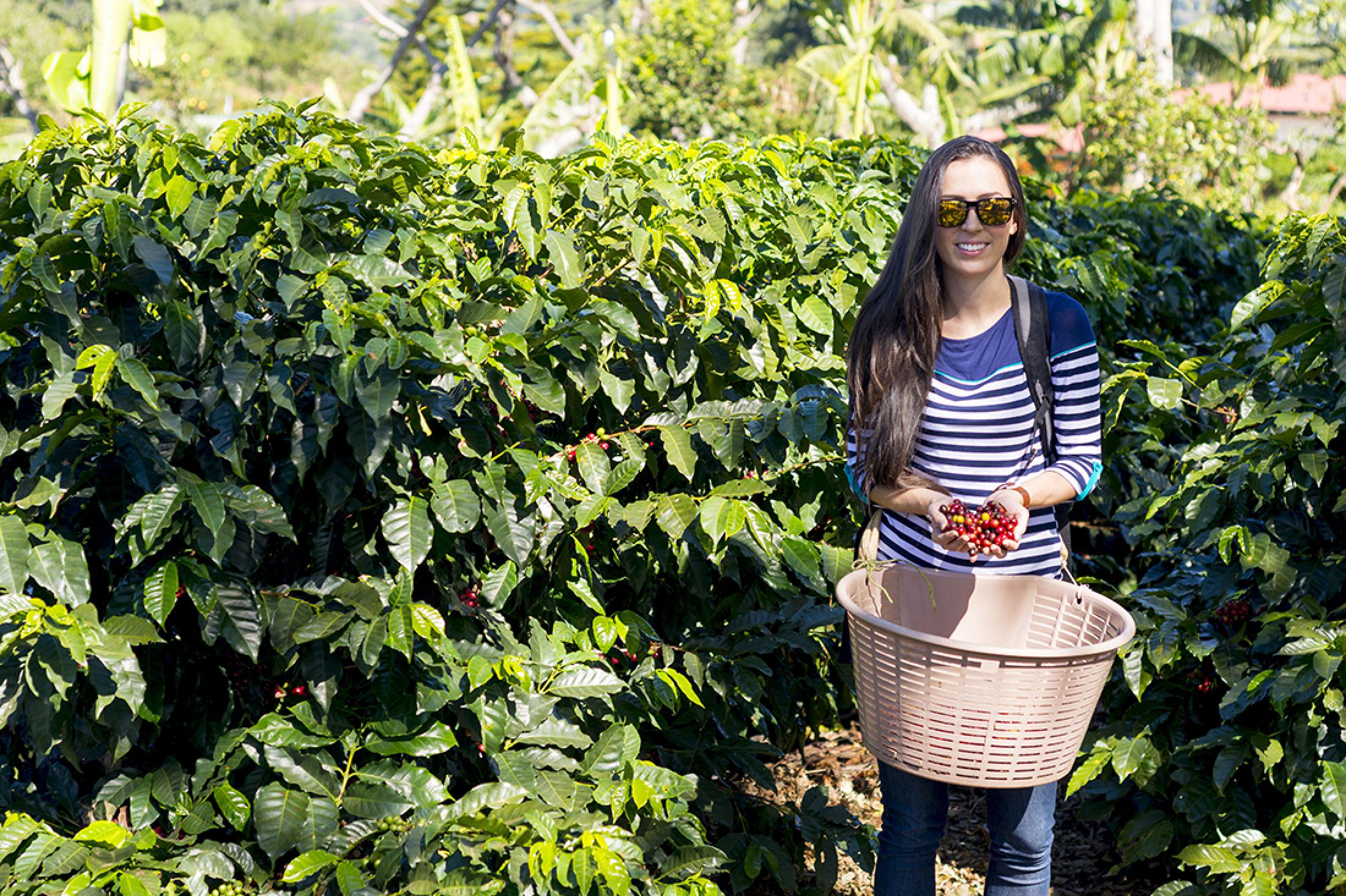 coffee tour