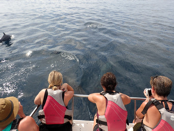 Catamaran Seafari and Snorkel Tour photo 2