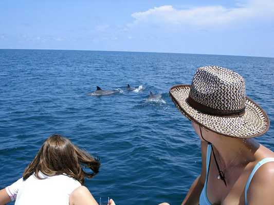 Dolphin Watching and Snorkeling