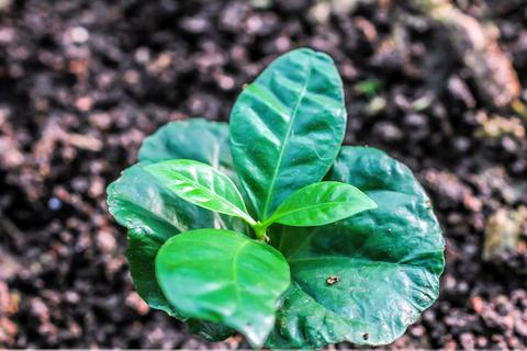 Don Juan Coffee and Chocolate Tour Arenal Costa Rica