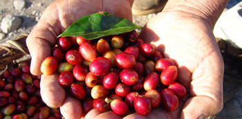  Don Juan Coffee Tour, Chocolate and Sugar Cane Monteverde - Regular Tour photo 4