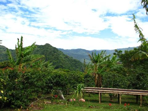 Dos Jefes Organic Coffee Tour Panama
