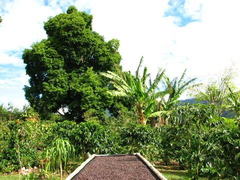 Dos Jefes Organic Coffee Tour Panama