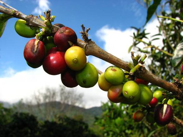 Organic Coffee Tour, Panama