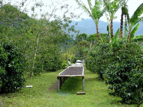 Dos Jefes Organic Coffee Tour Panama