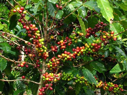 Dos Jefes Organic Coffee Tour Panama