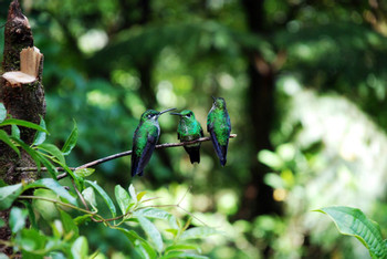 Tour de avistamiento de aves en Monteverde photo 2