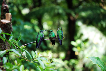 Tour de avistamiento de aves en Monteverde photo 2