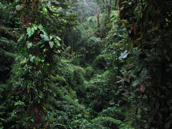 Tour de avistamiento de aves en Monteverde photo 4