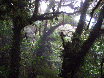 Tour de avistamiento de aves en Monteverde photo 5